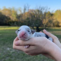 White collar - White and blue merle female Border Collie puppy in Graceville, Florida from Fire N Arrows Border Collies