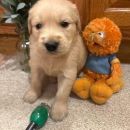 Eddie - Golden male Golden Retriever puppy in Grant County, Indiana from On The Sunny Side Pavey Farms