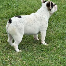 French Bulldogs from Cassie’s Frenchie Palace