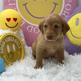 Royal blue - Yellow male Labrador Retriever puppy in Heath Springs, South Carolina from Rich Hill Retrievers