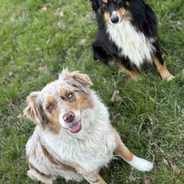Australian Shepherd Puppies from Wigglin K Aussies
