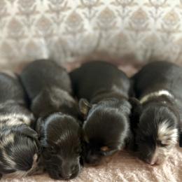 Solid Black Boy - Black male Dachshund puppy in Beaver, Pennsylvania from Meaden’s Mini Dachshunds