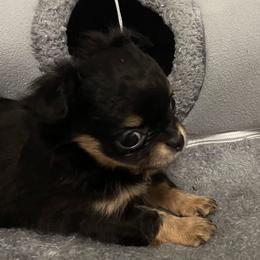 Lacey - Black and tan female Chihuahua puppy in Lake City, Florida from Faith's Heavenly Chihuahuas