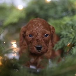 Buster - Red  male Goldendoodle puppy in Stevens, Pennsylvania from Pebble Paws Lane
