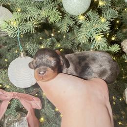 Black-Tan dapple female - Dapple female Dachshund puppy in Bowling Green, Kentucky from Dachshunds of the Valley