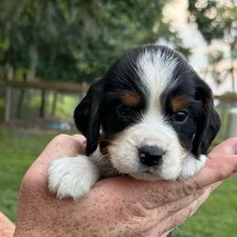 Boy 3 - Black white and tan male English Springer Spaniel puppy in Fort Meade, Florida from Lake in the Hills Springers