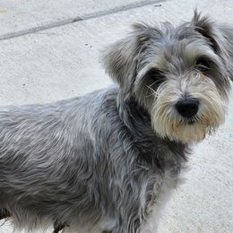 Chula - Miniature Schnauzer
