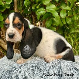 Rainbow Dash - Black white and brown female Basset Hound puppy in Dingess, West Virginia from Tuckers' Howling Hounds