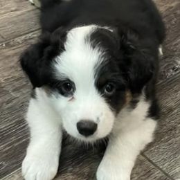 Miniature Australian Shepherds from Lake Mini Aussie’s