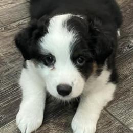 Miniature Australian Shepherds from Lake Mini Aussie’s