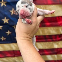 Liberty - Harlequin female Great Dane puppy in Rosharon, Texas from Parker's Great Danes