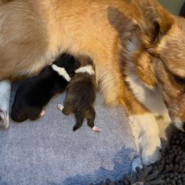 Red White Male - Red male Pembroke Welsh Corgi puppy in Wellfleet, Nebraska from RK Corgis