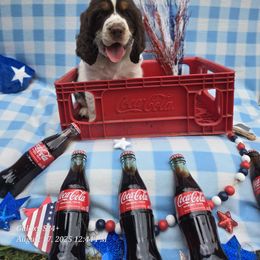 Firework - Liver white and tan male English Springer Spaniel puppy in Saginaw, Michigan from Kemerer Springers