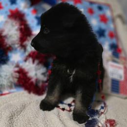 Boy 4 - Bi-color male German Shepherd puppy in Leon, West Virginia from Heart2Heart Kennels