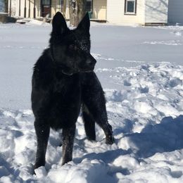 German Shepherds from Great North Kennels