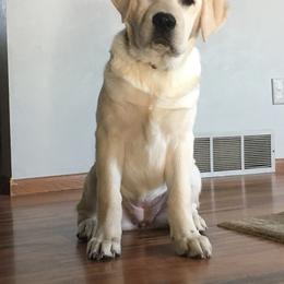Labrador Retriever Puppies from Odie Acres Labradors