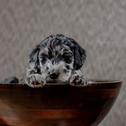 Bernedoodle and Whoodle Puppies from Fleury Farm Doodles NC