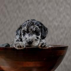Bernedoodle and Whoodle Puppies from Fleury Farm Doodles NC