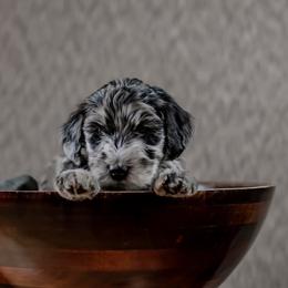 Bernedoodle and Whoodle Puppies from Fleury Farm Doodles NC