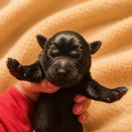 Dixie - Black female Dilute Retriever puppy in Baldwin City, Kansas from Hedge Lane Labradors