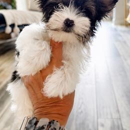 Fiyero 2150 back to school special - Black tan and white male Biewer Terrier puppy in Cartersville, Georgia from Alpha Tiny Paws