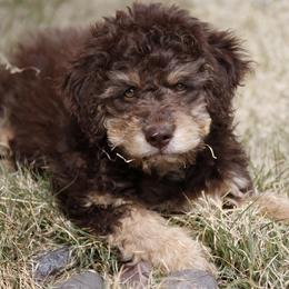 Lagotto Romagnolo Puppies from Fino Lagotto