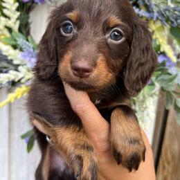 Chocolate and tan - Chocolate and tan male Dachshund puppy in Payette, Idaho from NT Mini Doxies