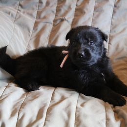Nolas Pink Girl - Black female German Shepherd puppy in Lake George, Colorado from High Country German Shepherds