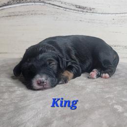 King (Blue Collar) - Sable male Goldendoodle puppy in Scurry, Texas from 07 Seven Oaks Goldens and Doodles