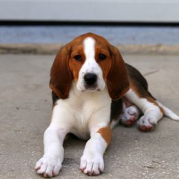 American Foxhound and American Staffordshire Terrier Puppies from Whitlow Kennel