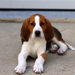 American Foxhound and American Staffordshire Terrier Puppies from Whitlow Kennel