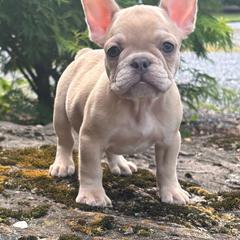 Basil - Cream female French Bulldog puppy in Ronks, Pennsylvania from Bleu Rock French Bulldogs