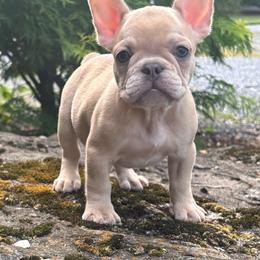 Basil - Cream female French Bulldog puppy in Ronks, Pennsylvania from Bleu Rock French Bulldogs