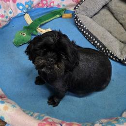 Shadow - Shih Tzu