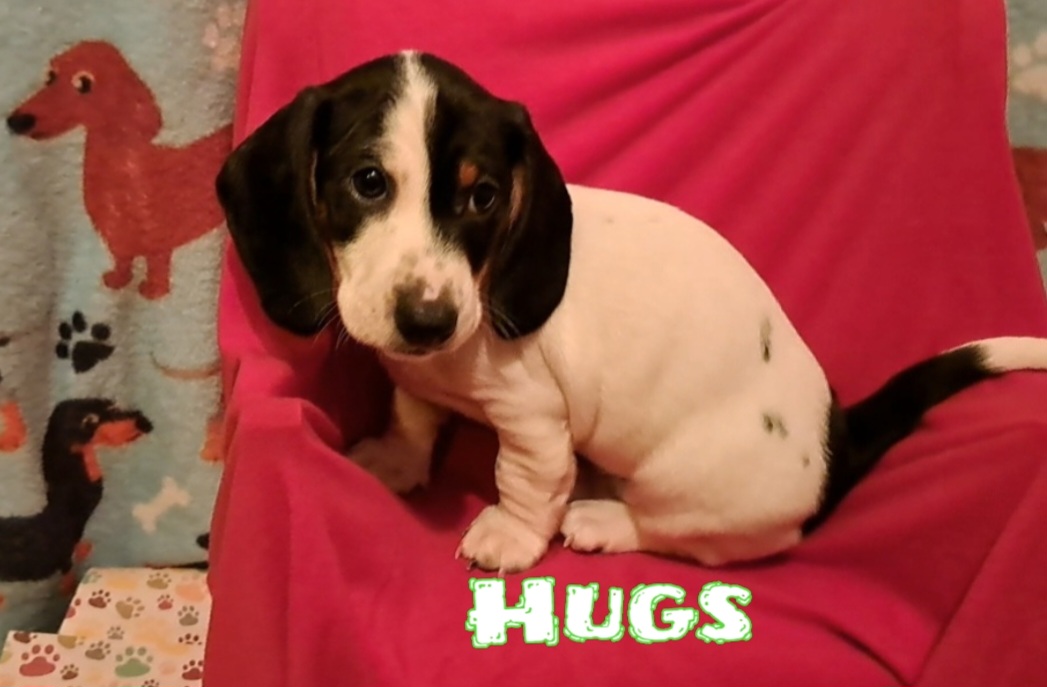 Dachshund Puppies from Paula's Dachsunds