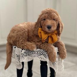 Funshine Bear- Yellow Collar - Red  male Goldendoodle puppy in Bay City, Texas from Charming Doods Goldendoodles