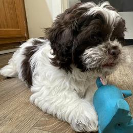 Shih Tzu Puppies from TACG