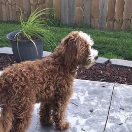 Goldendoodle and Poodle All Grown Up from Lisa’s Oodilly Doodles