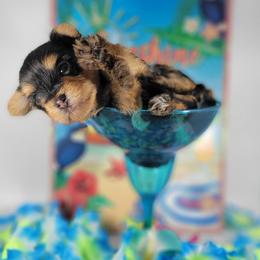 Orange collar boy - Black and tan male Yorkshire Terrier puppy in Jacksonville, Florida from Yorkieology