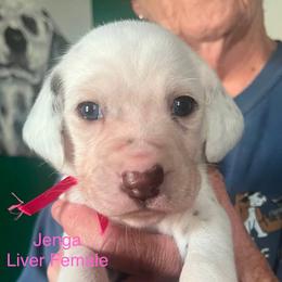 Jenga - White and liver brown female Dalmatian puppy in New Jersey from Prestige Dalmatians