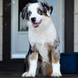 Miniature Australian Shepherds and Toy Australian Shepherds from Ripple Creek