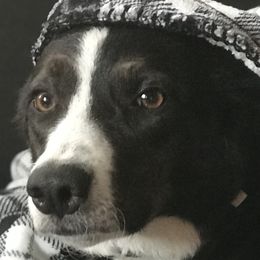 Border Collies from Abundant Victories