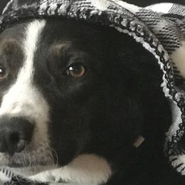Border Collies from Abundant Victories