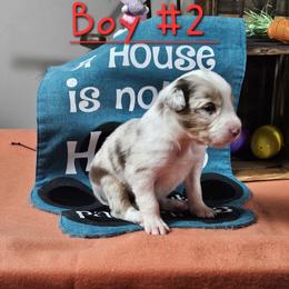 Boy 2 - male Border Collie puppy in Wakeman, Ohio from Sandstone Ridge Kennels