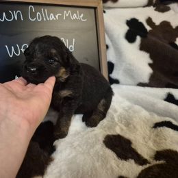 Brown collar male - Black and red male German Shepherd puppy in Eugene, Oregon from Vom Osuna K9s