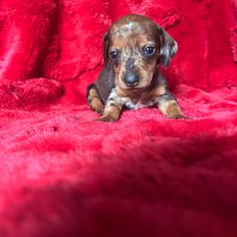 Luna - Dapple female Dachshund puppy in Opelika, Alabama from Dachshund Darlins