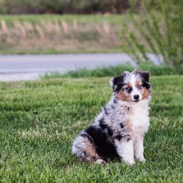 Miniature American Shepherd and Miniature Australian Shepherd Puppies from Rocking 4C