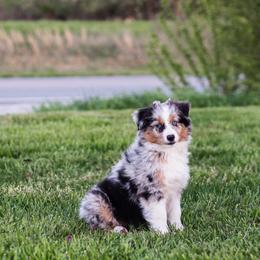 Miniature American Shepherd and Miniature Australian Shepherd Puppies from Rocking 4C
