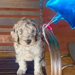 Draco (Boone) - Merle male Goldendoodle puppy in Millville, California from Hope Lane Kennels