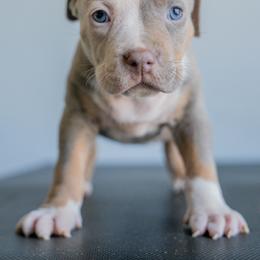 France - Lilac tri-color female American Bully puppy in Frederick, Maryland from EastSideMarky